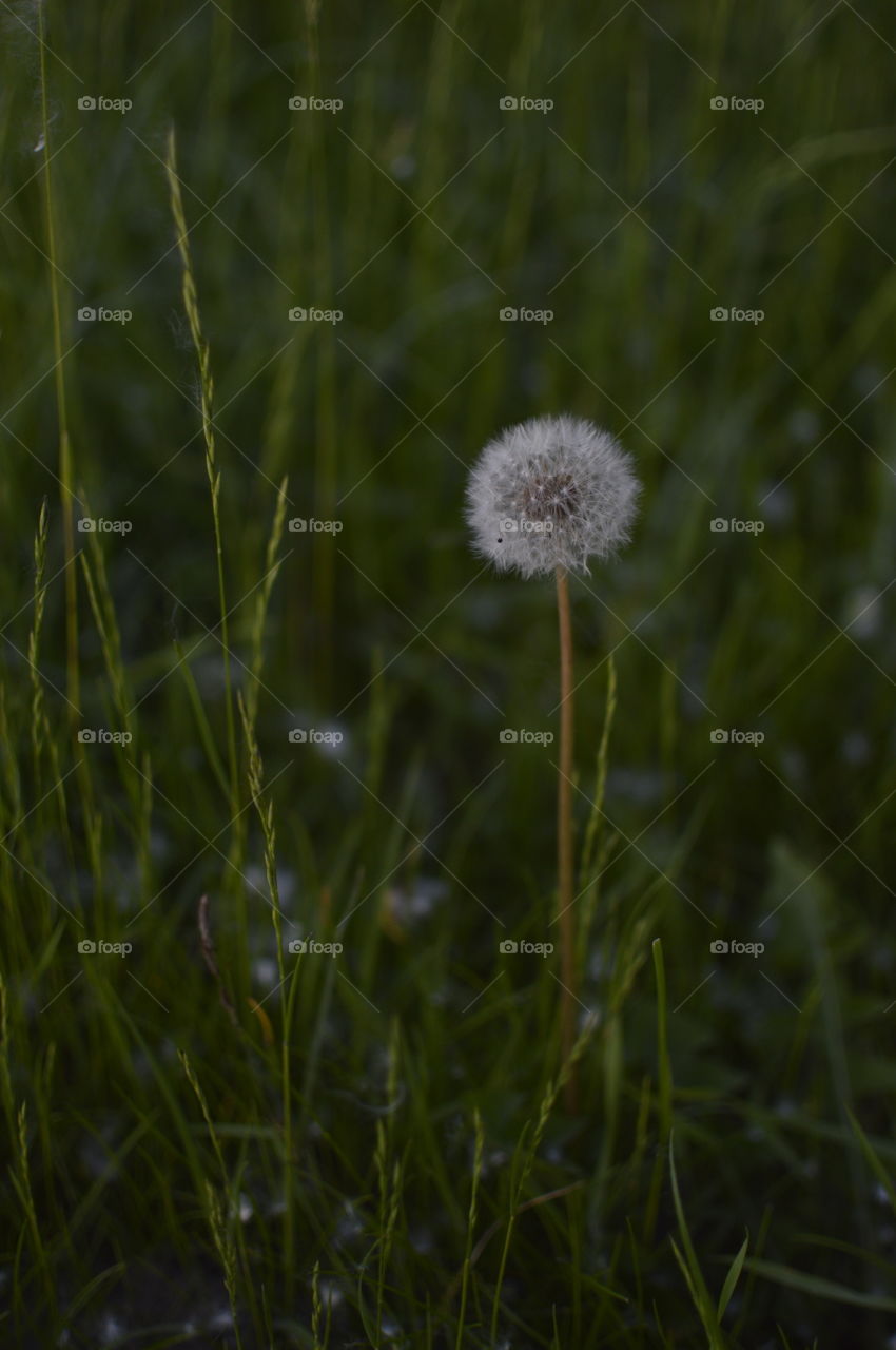 dandelion grows in green grass in summer