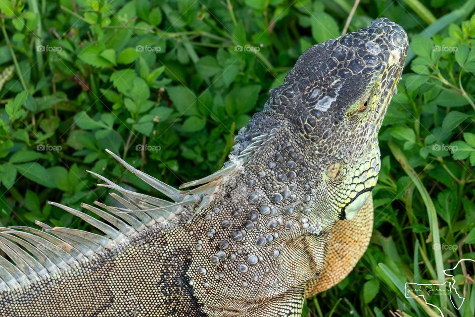 Iguana habitatt 