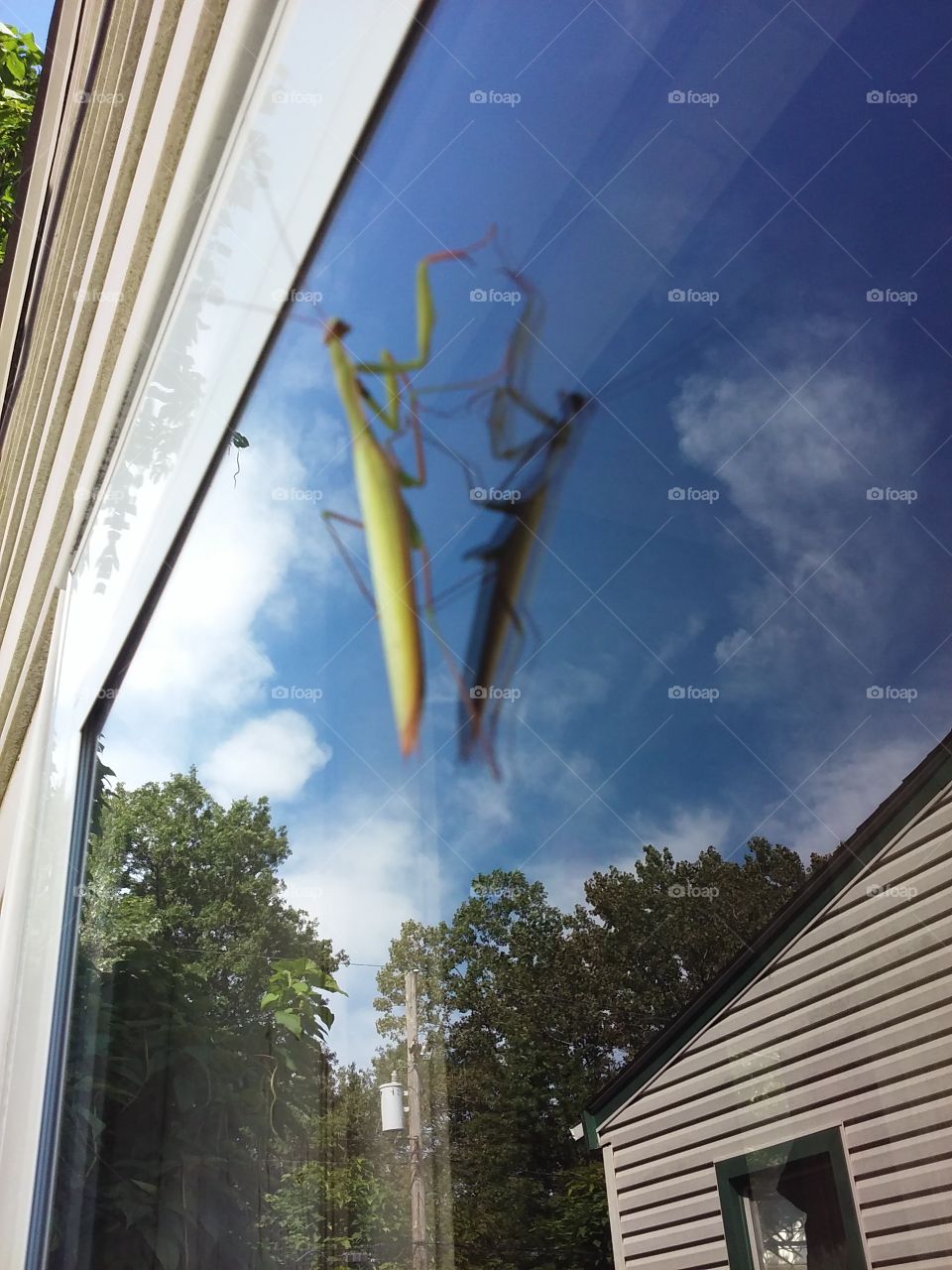 Mantis praying for good weather.