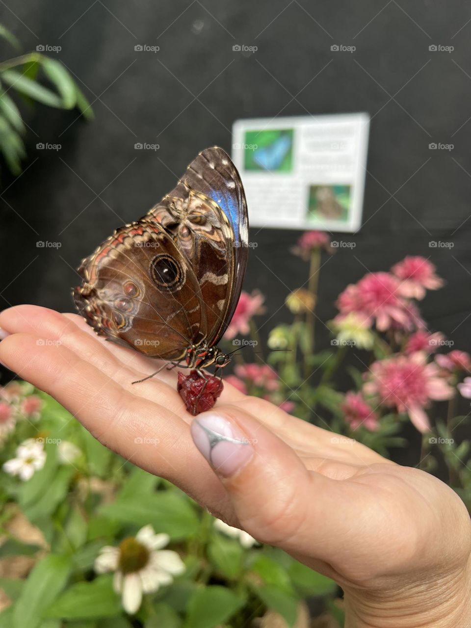 Butterfly in hand