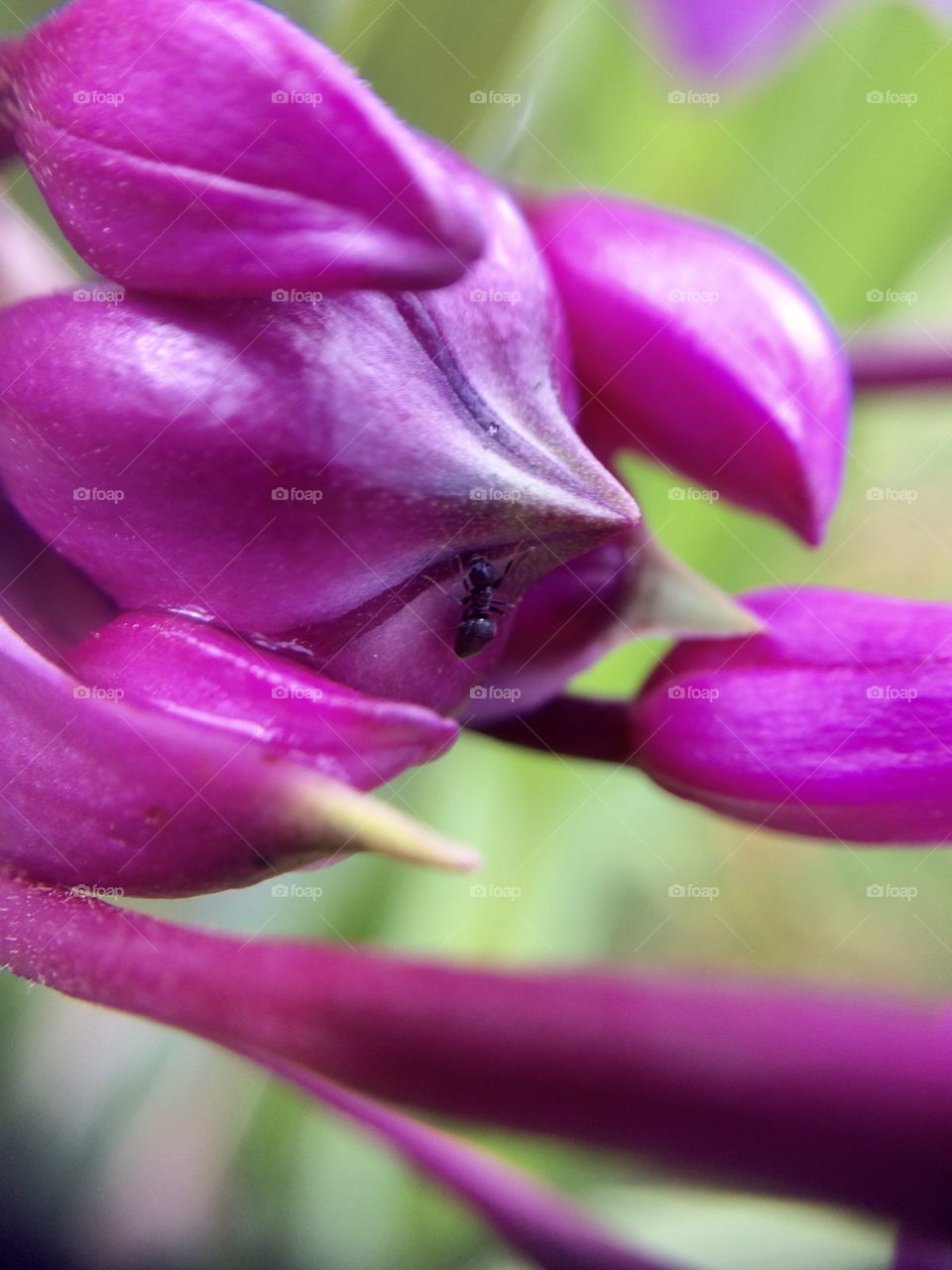 Ant on a bloom orchid flower