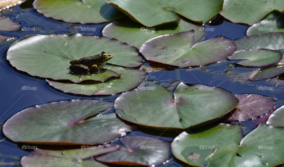 Frog on a lily pad