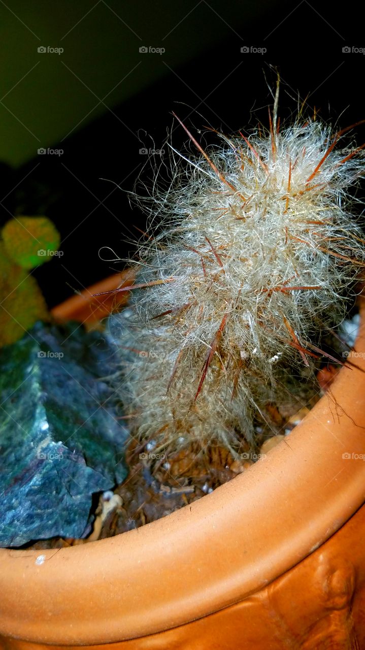 Woolly Cactus