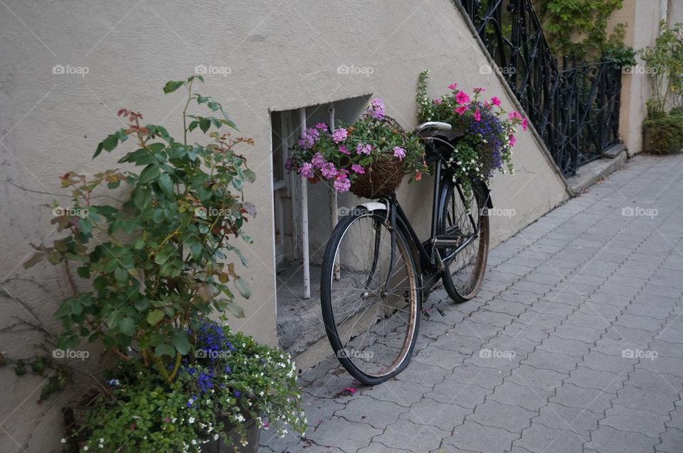 Flowers and bike 