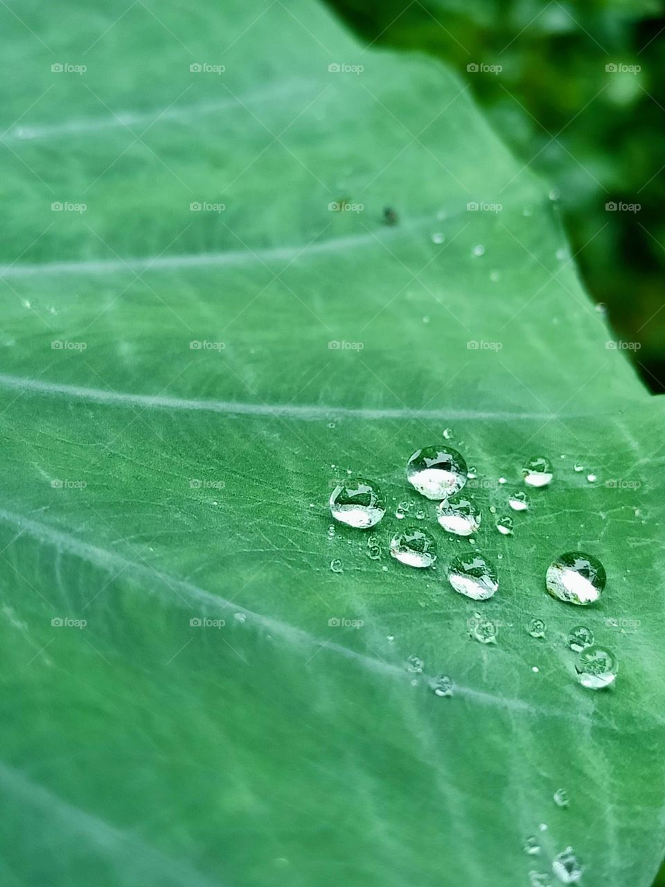 water drops on leaves