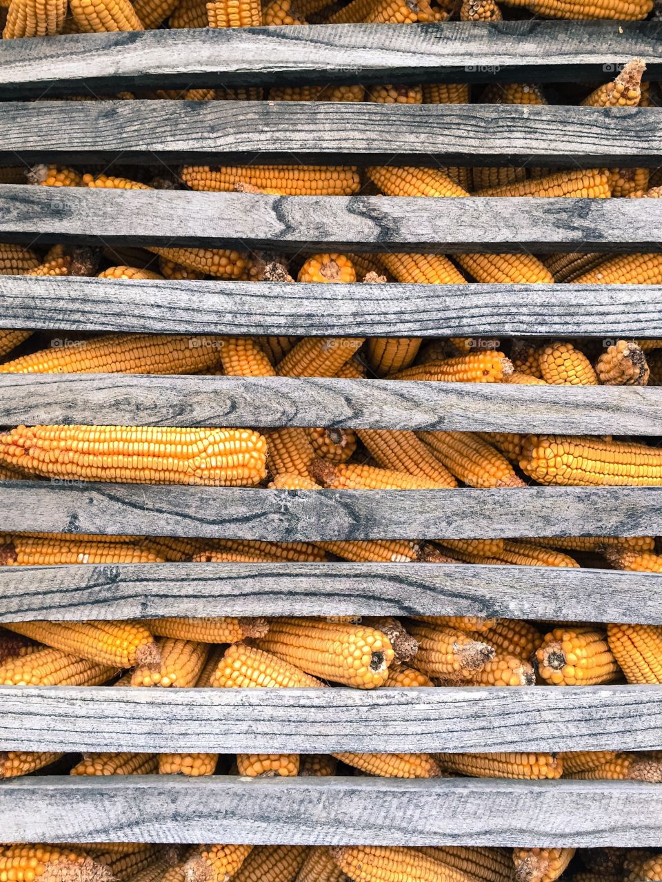 Corn on farm. Store corn on farm