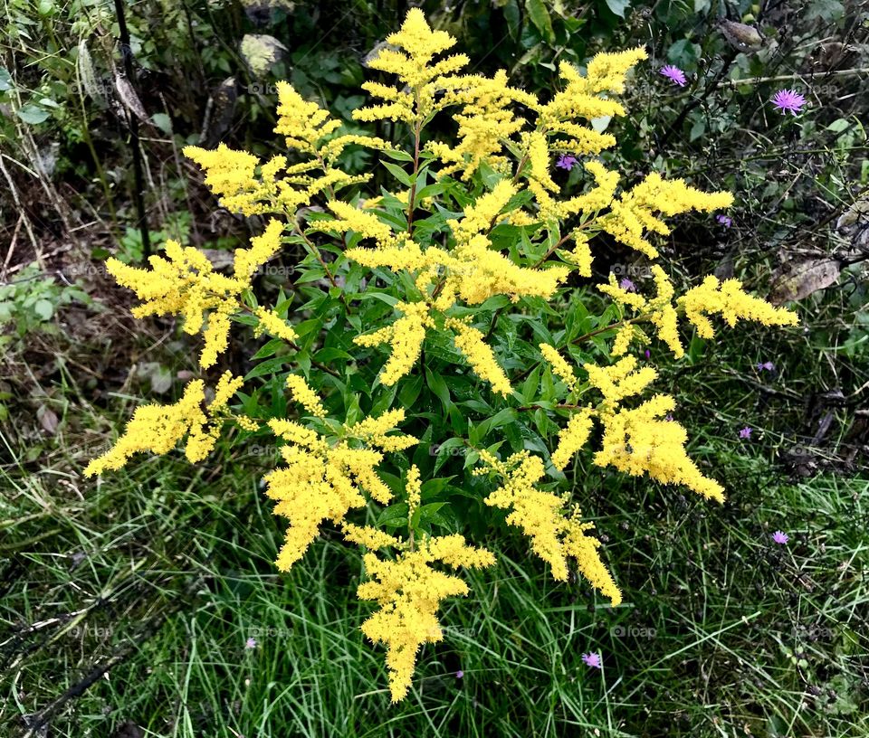 Wildflower on Appalachian Trail