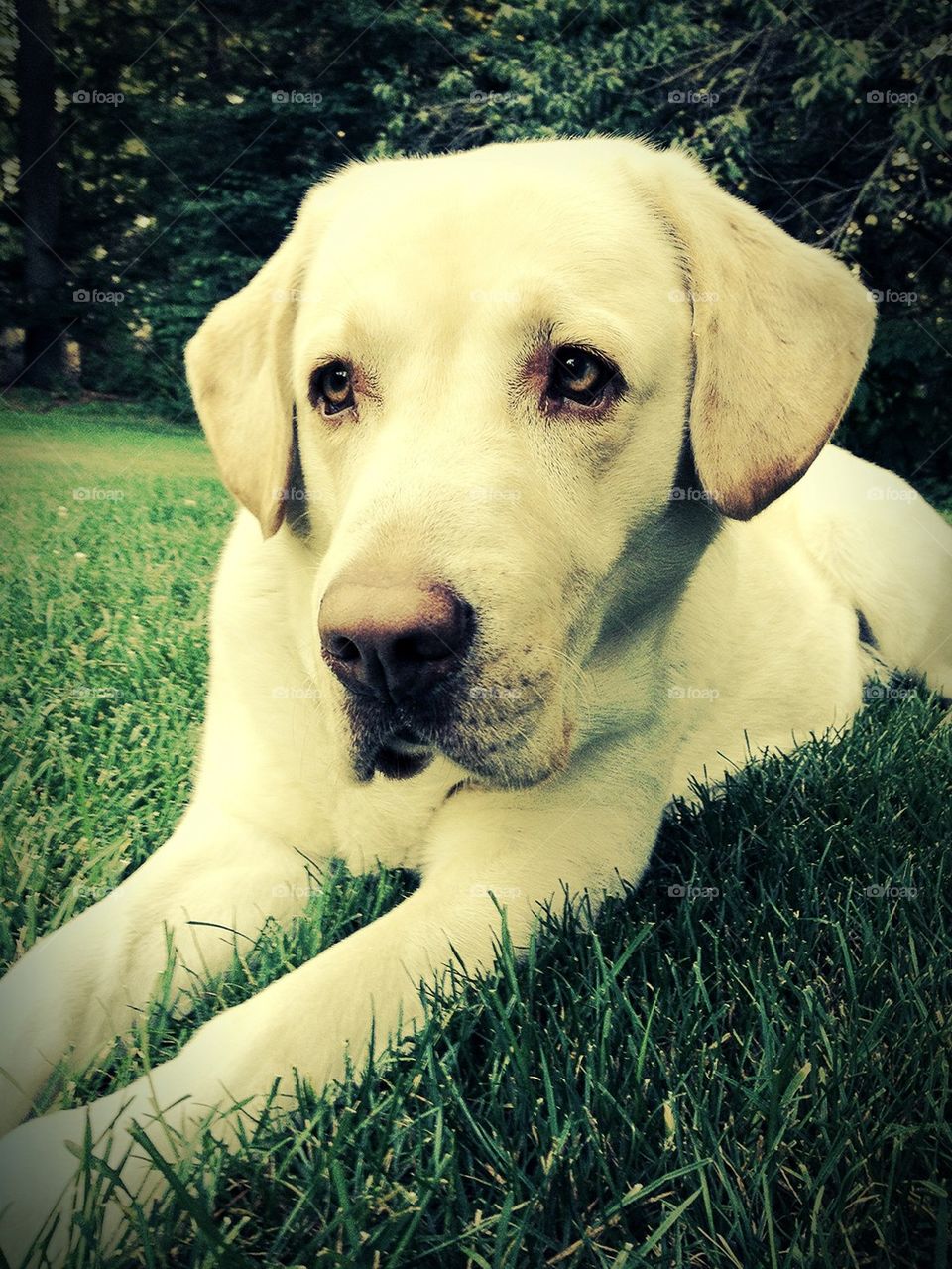 Yellow Lab