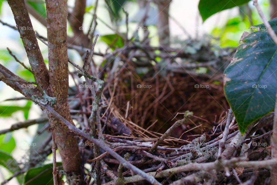 Birds nest made from grey twigs