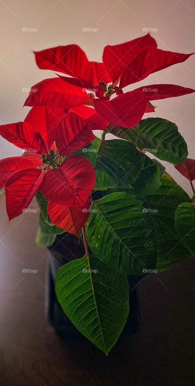 Red Poinsettia