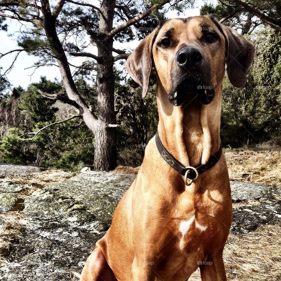 sweden nature göteborg dog by rebelf