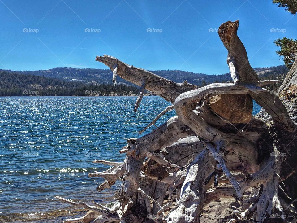 Landscape Picture of a Lake and Tree Roots