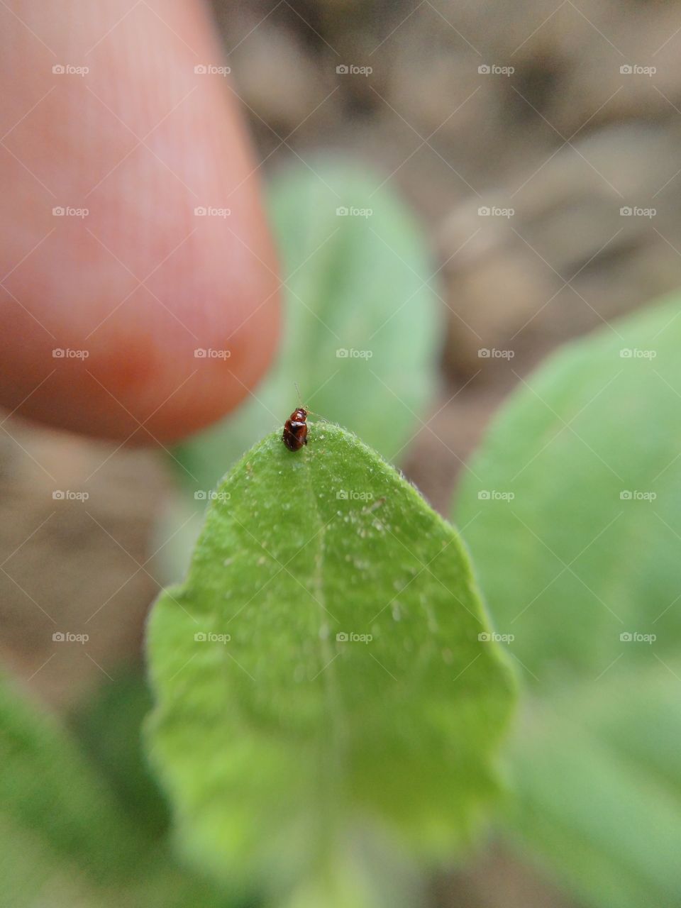 Small insect on green leaves