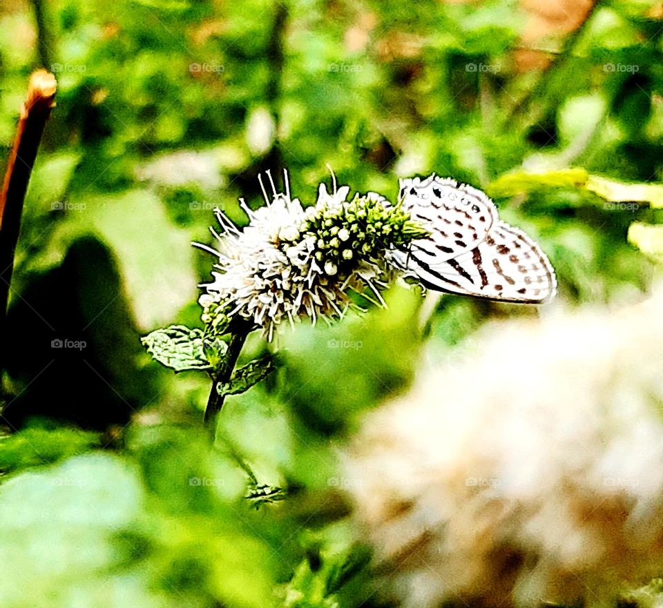 A graceful butterfly with a striking mix of black and white patterns on its wings, perched delicately on a flower in Casablanca on January 1, 2025, capturing the elegance of natural beauty.