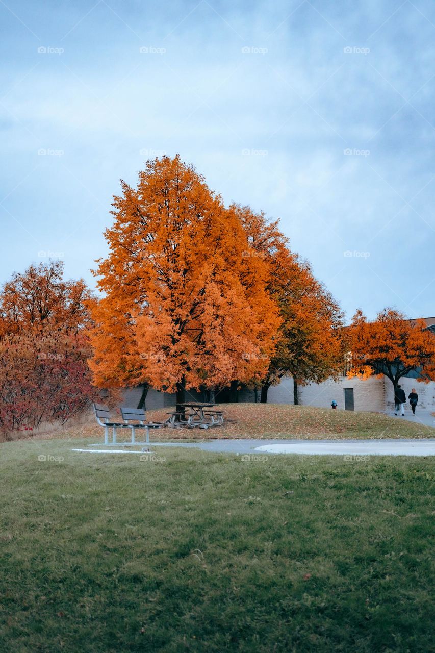 orange tree and blue sky.  Typical wonderful fall