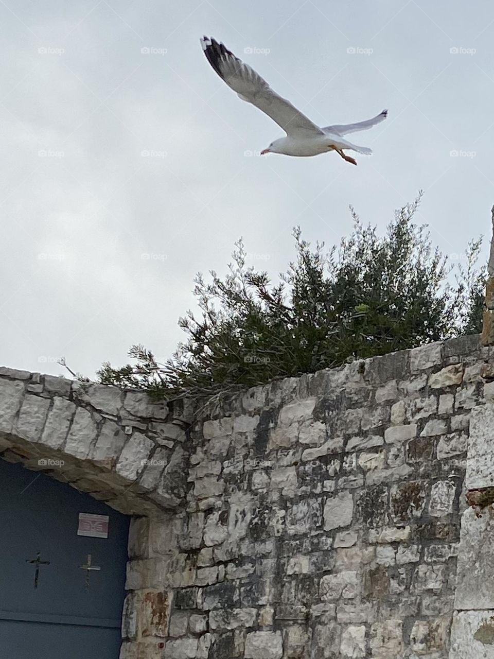 A white seagull flying over a stone wall.