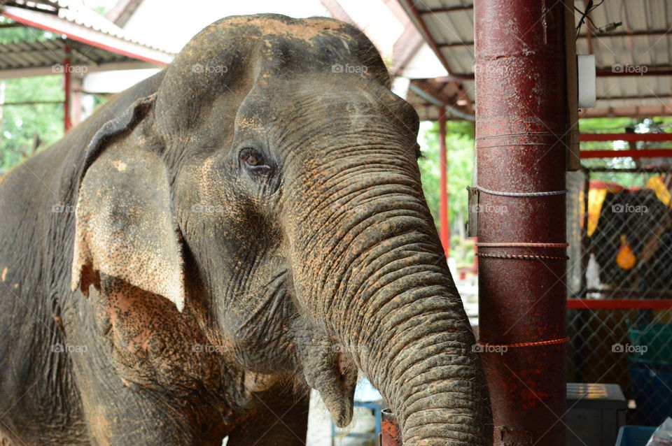 Elephant, Zoo, Nature, Immense, No Person