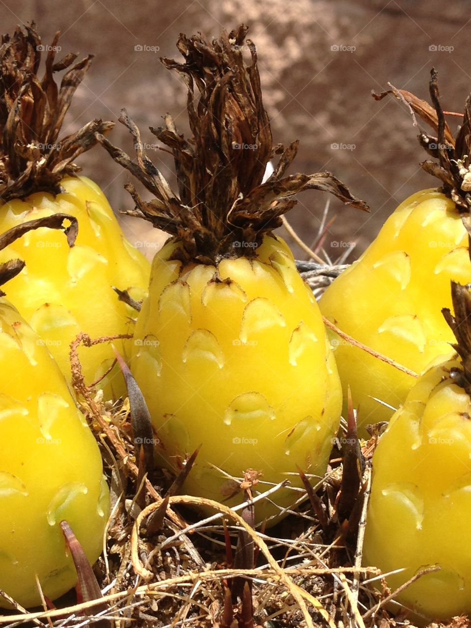 Yellow cactus. Bloom from cactus plant
