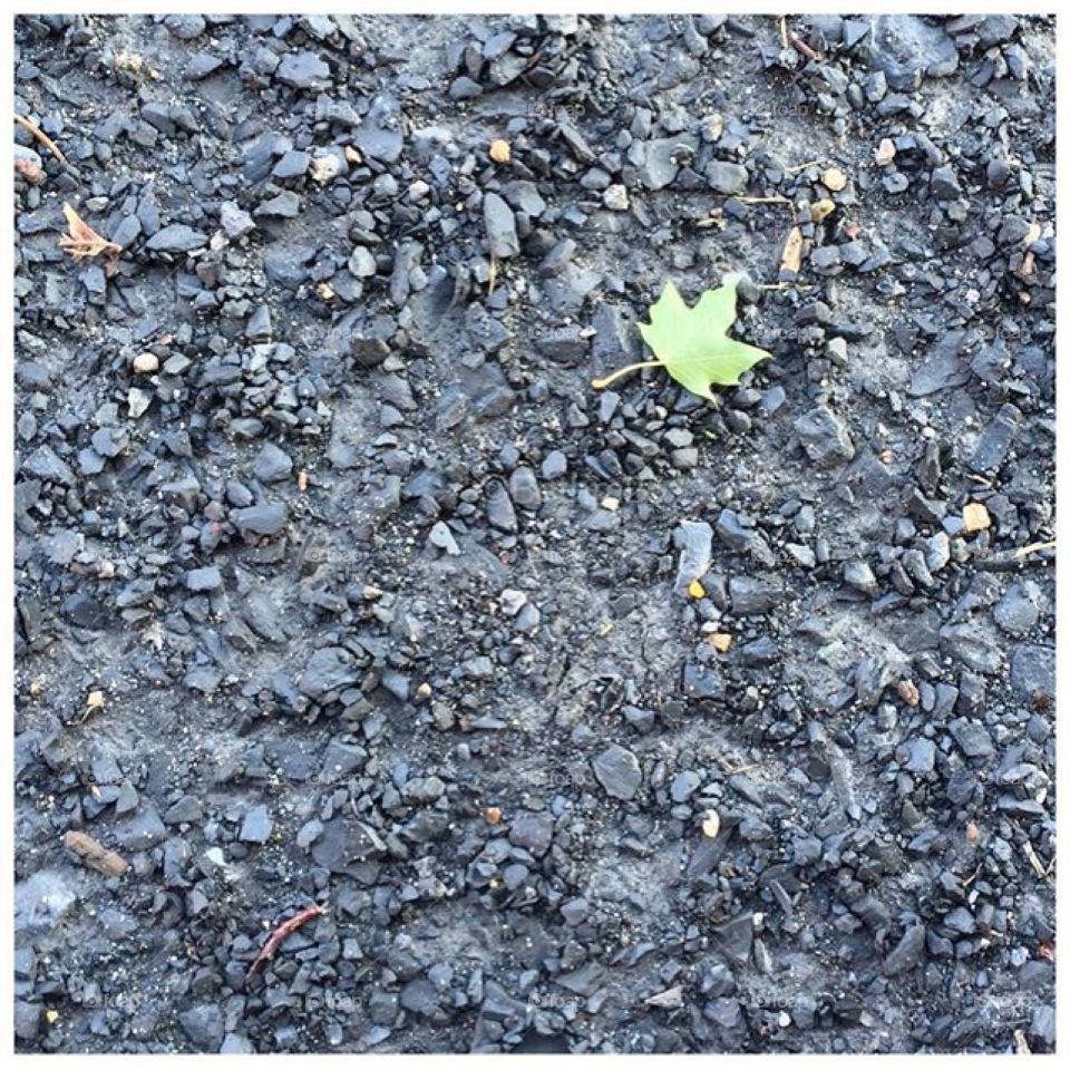 Small leaf on pavement 