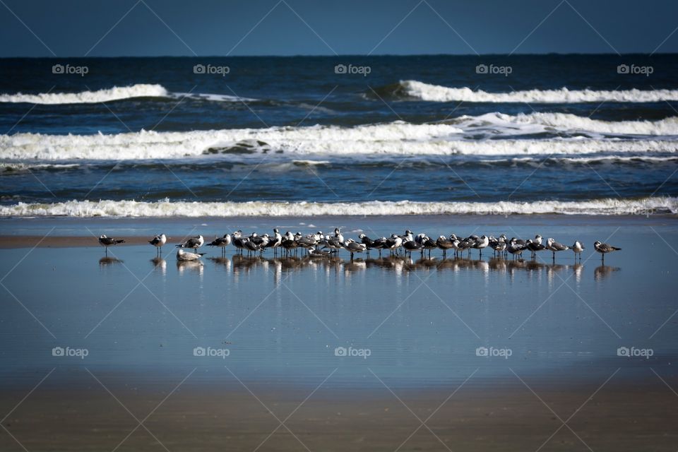 seagulls by the ocean