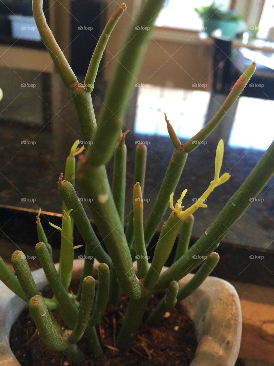 New growth