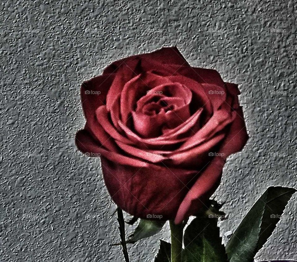 Close up and textured dramatic contrast red rose on concrete background
