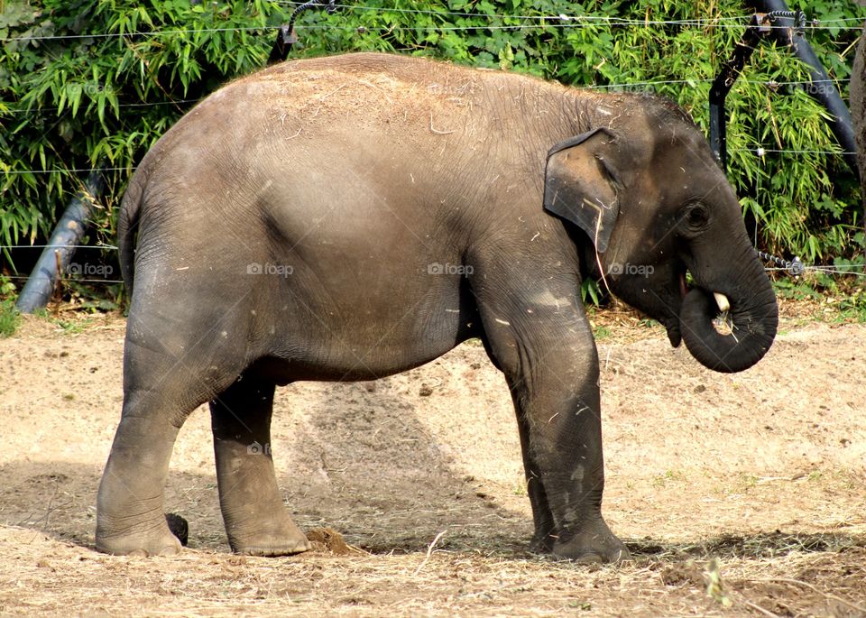 Animals, elephant, baby