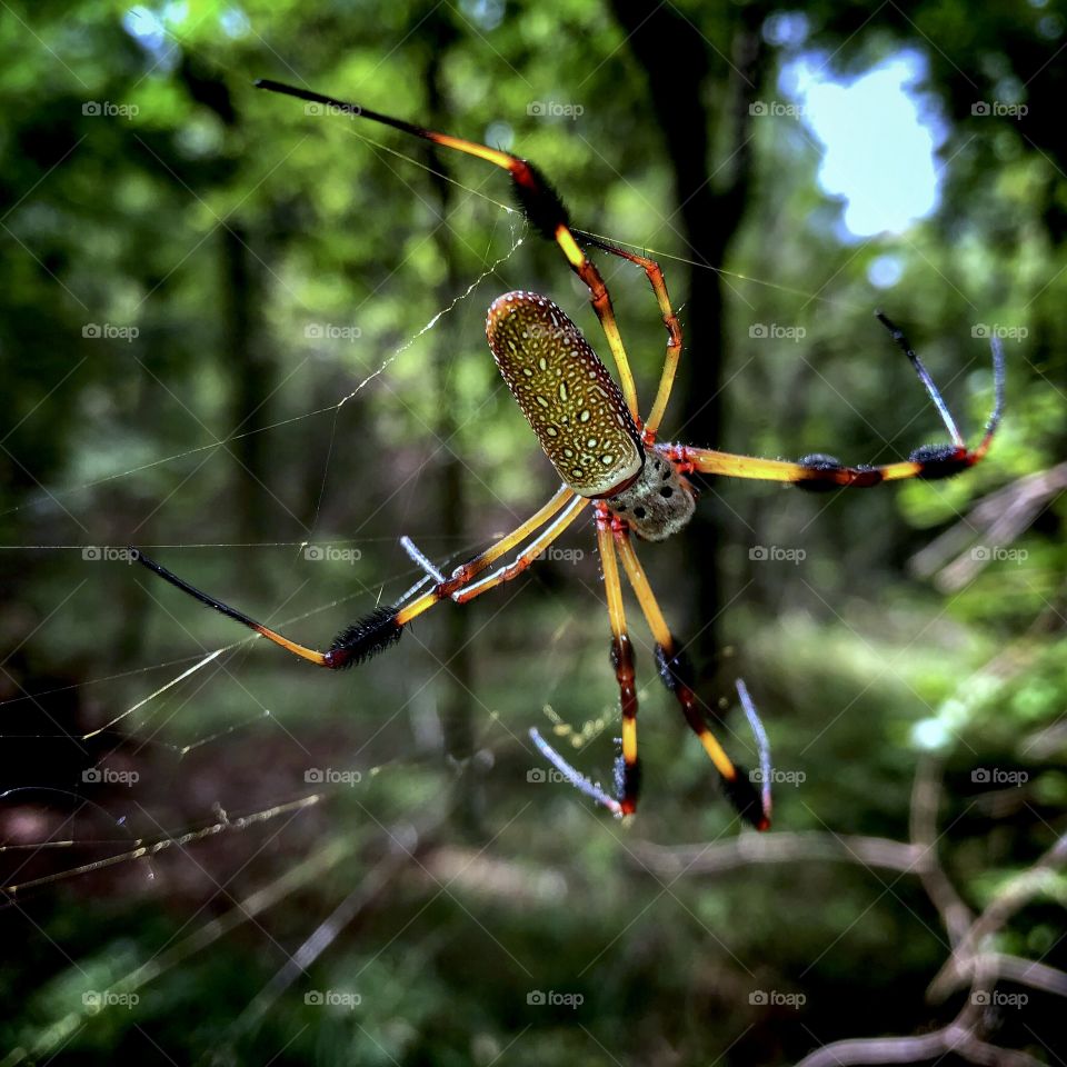 Banana Spider