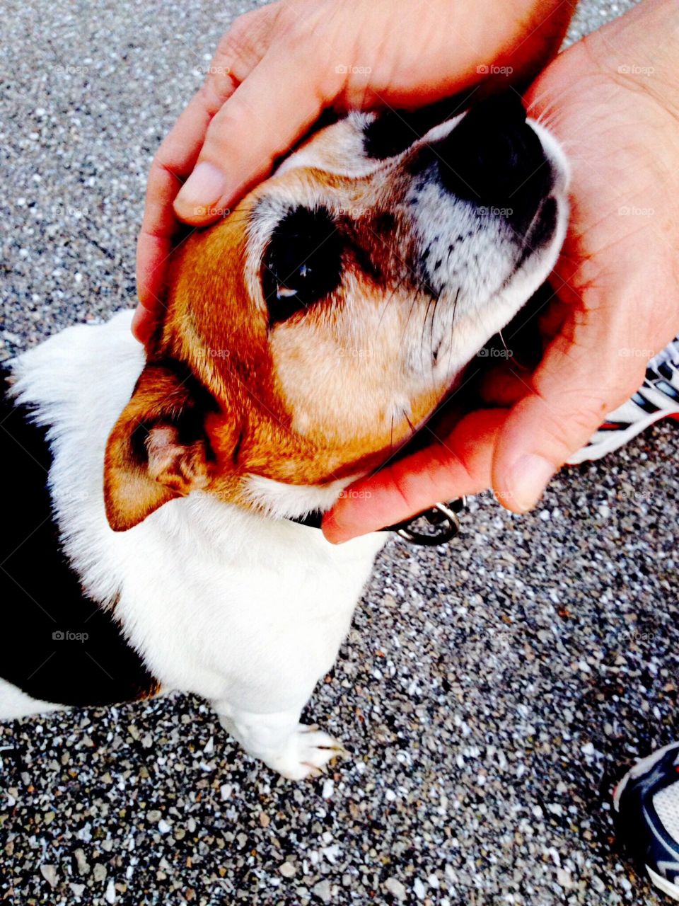 The loving gaze of a sweet dog in loving human hands.