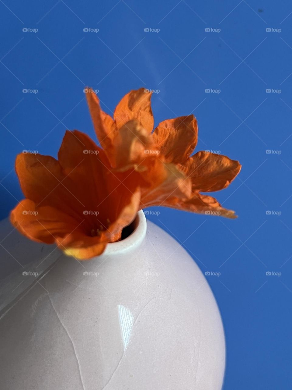 📸Capture the Power of Complementary Colors.