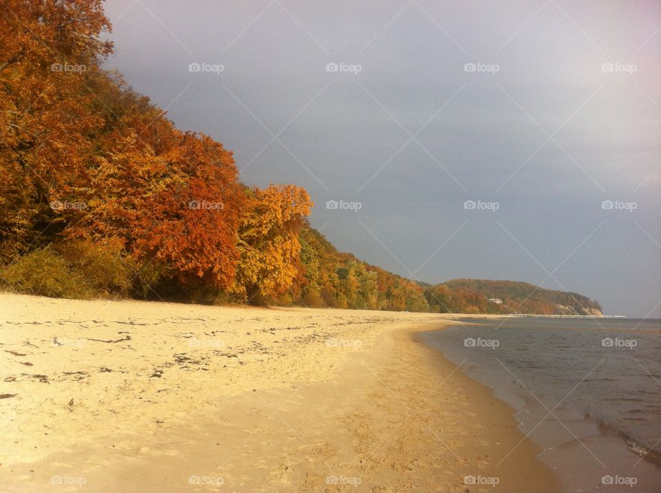 Autumn trees at beach