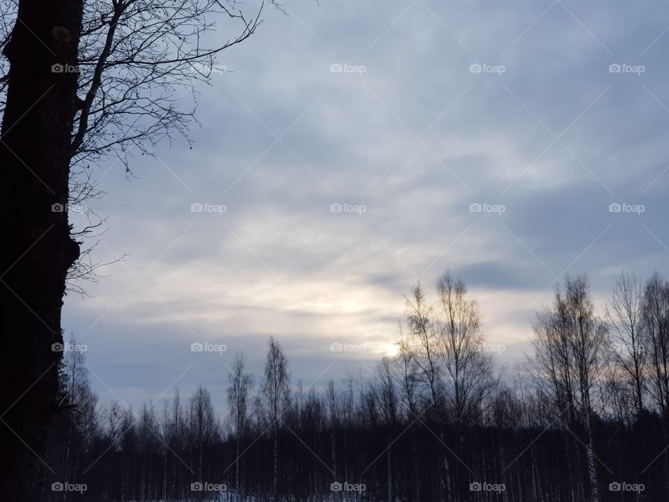 Tree, Winter, No Person, Snow, Dawn