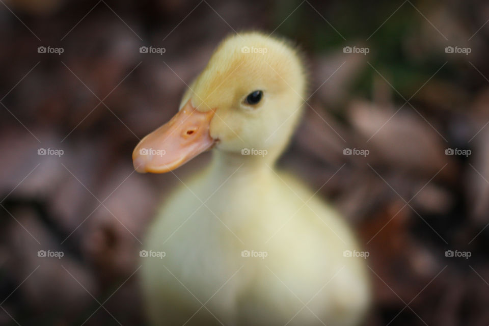 duck