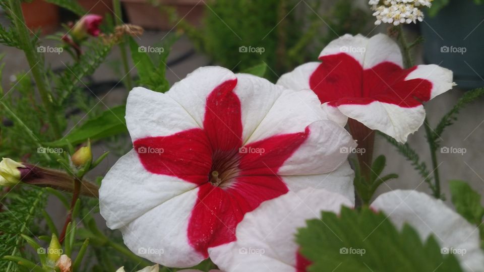Red and White Beauties