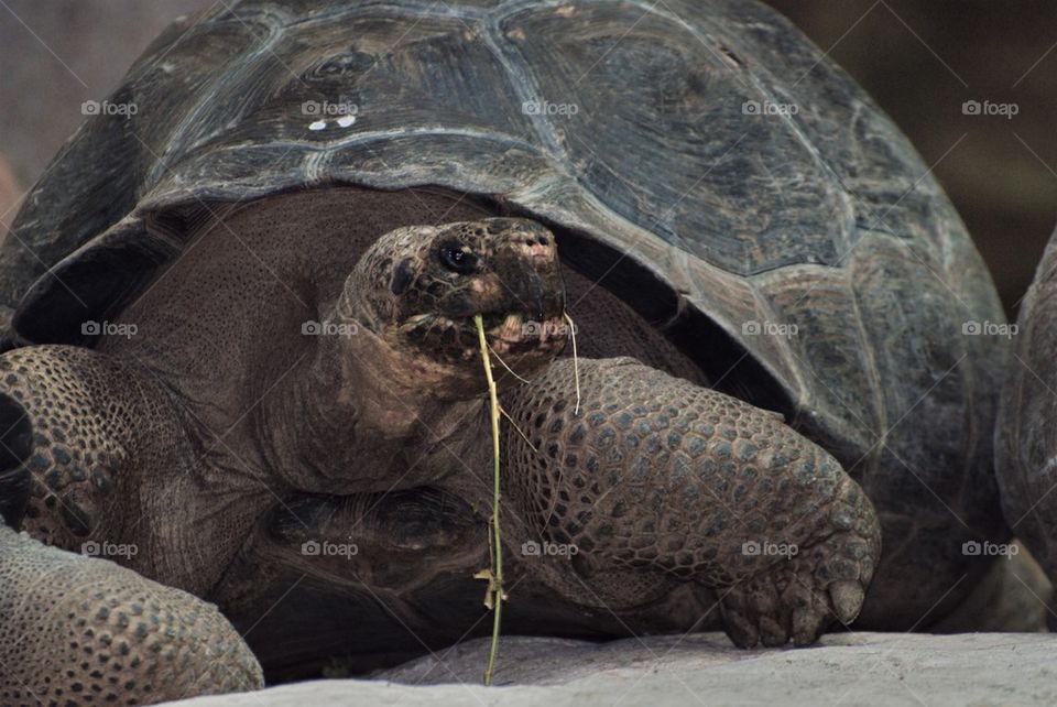 Close-up of galapagos giant turtle