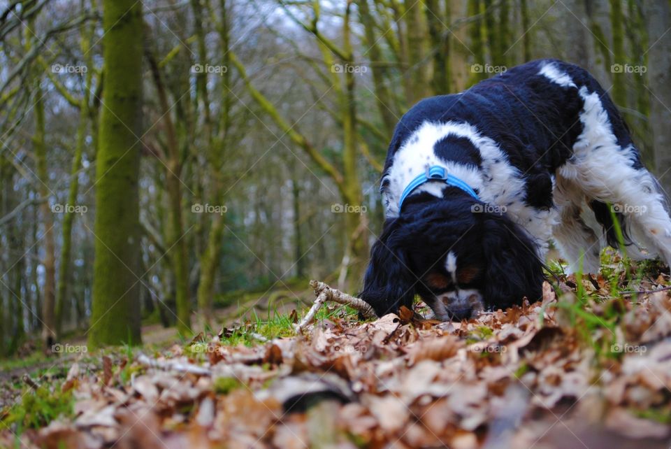 Walter the dog sniffs the leaves