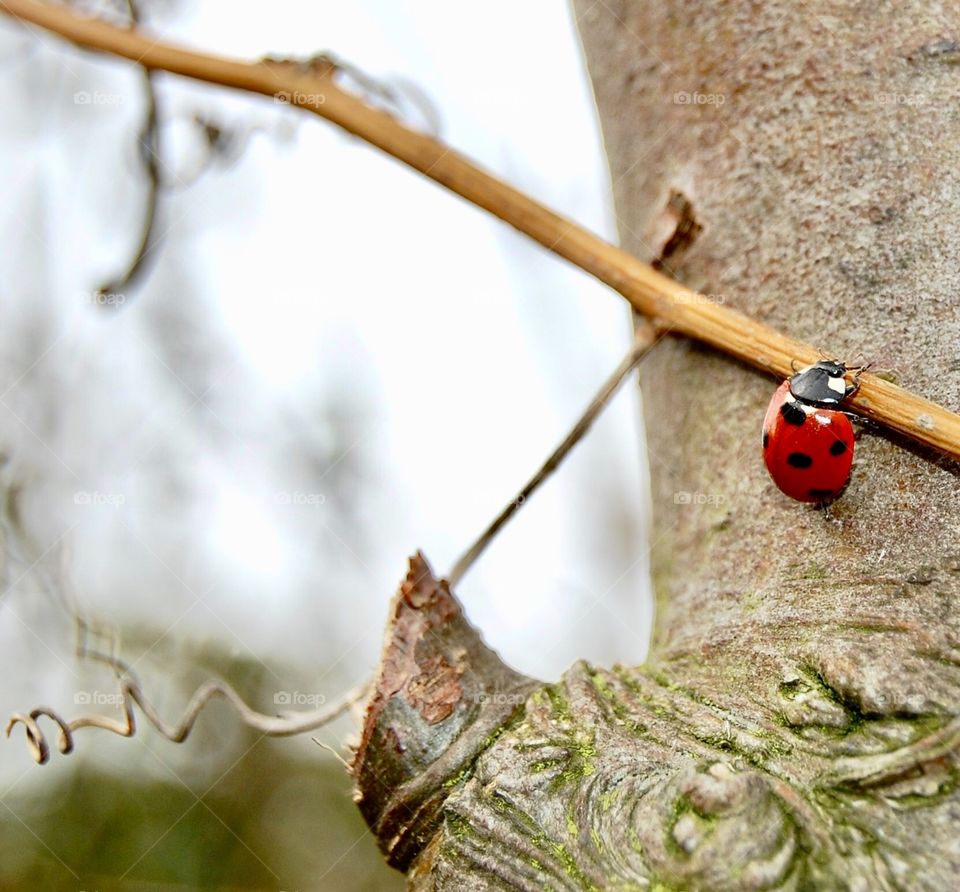 Ladybird on a tree showing contrast between plane bark and bright red colour of beetle. 
