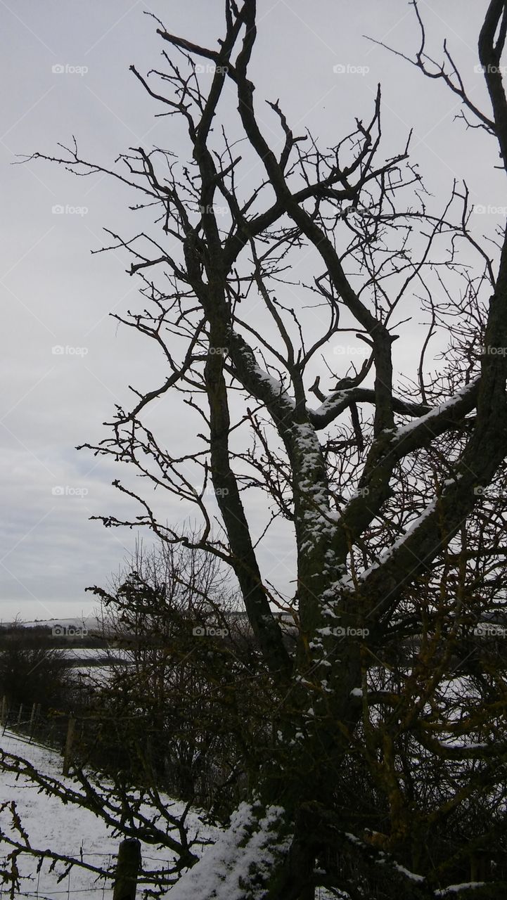 Snow On Branches