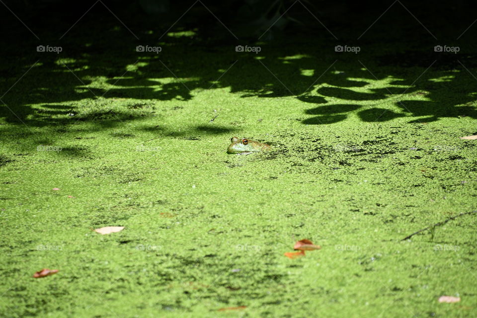 frog in pond