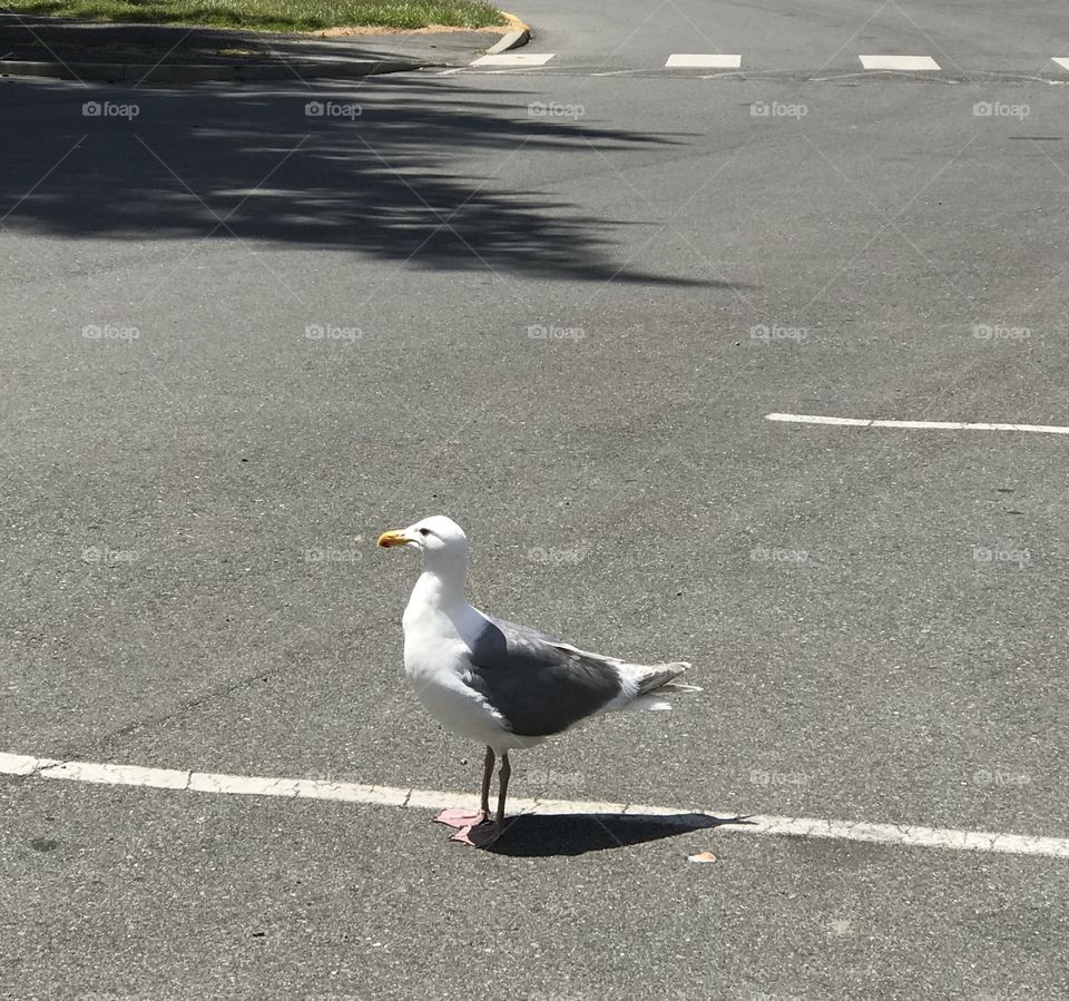 Seagull at Harrington Beach Oregon USA