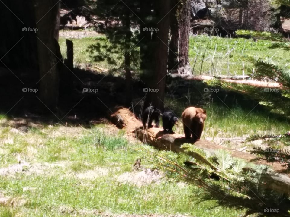 mama bear with baby cubs