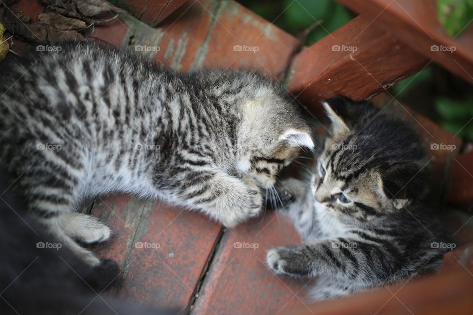 Two baby kittens snuggling