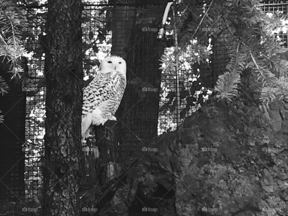 Snowy owl
Seneca park zoo 