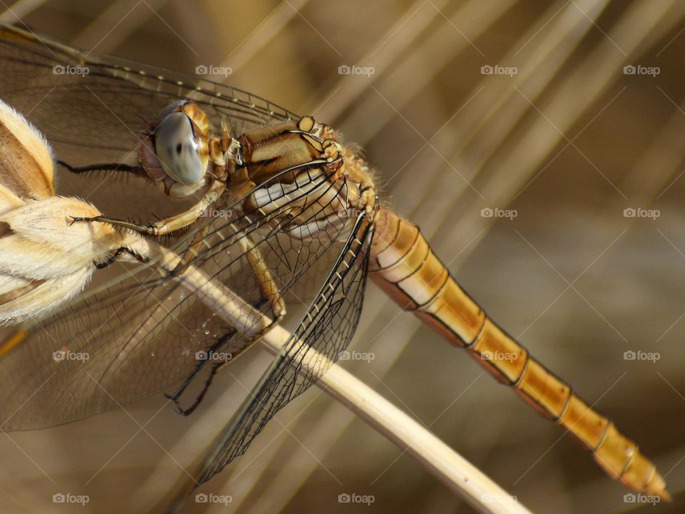 Closeup of dragonfly 