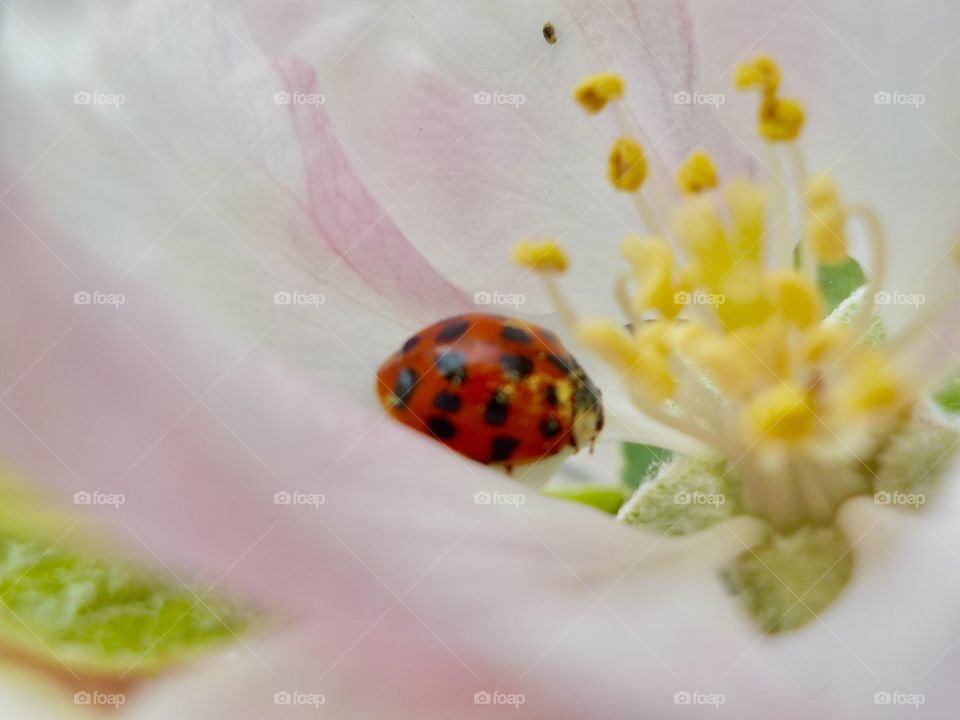 Ladybug and apple blossom 