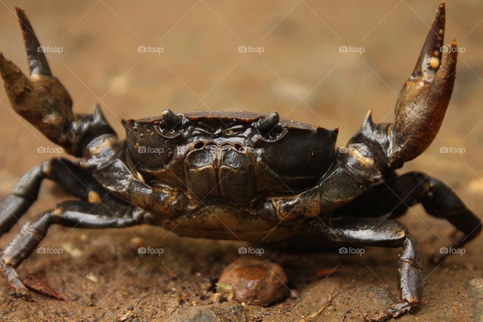 strong crab