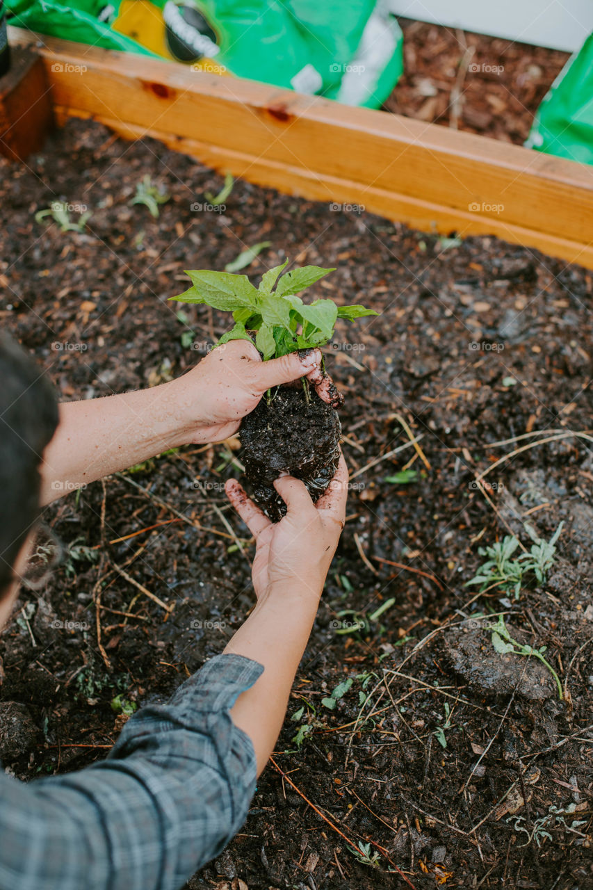 Plants and gardening