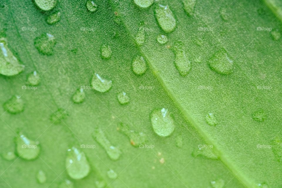 Leaves, green, drops, after rain
