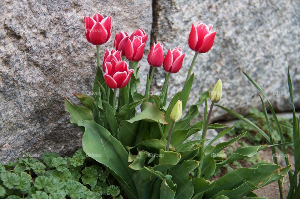 Red tulips. Red tulips