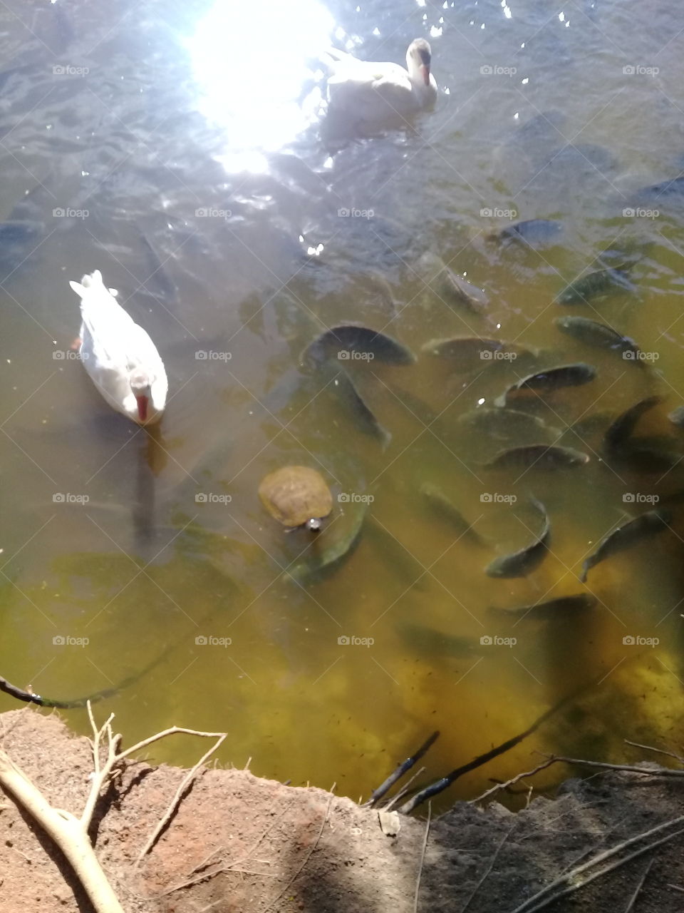 Olhem só o #amanhecer no #ParqueBotânico Eloy Chaves, aqui em #Jundiaí: pato, ganso, tartaruga e peixes tomando o #sol da manhã!